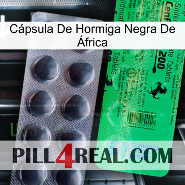 Cápsula De Hormiga Negra De África new04.jpg